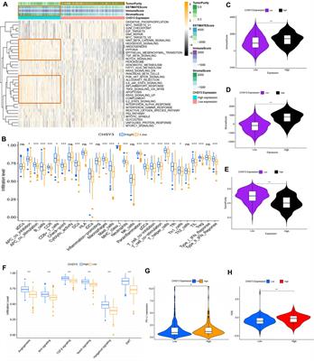 CHSY3 can be a Poor Prognostic Biomarker and Mediates Immune Evasion in Stomach Adenocarcinoma